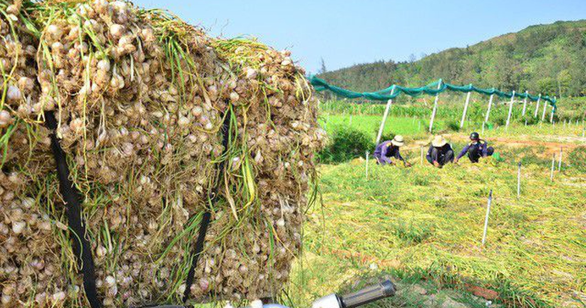 Phát triển thương hiệu tỏi Lý Sơn